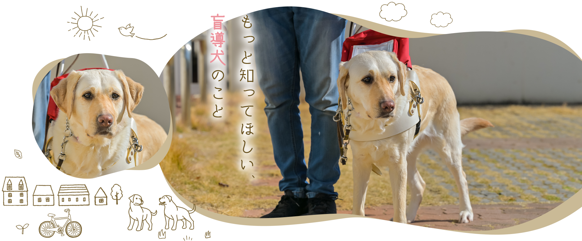 もっと知ってほしい、盲導犬のこと
