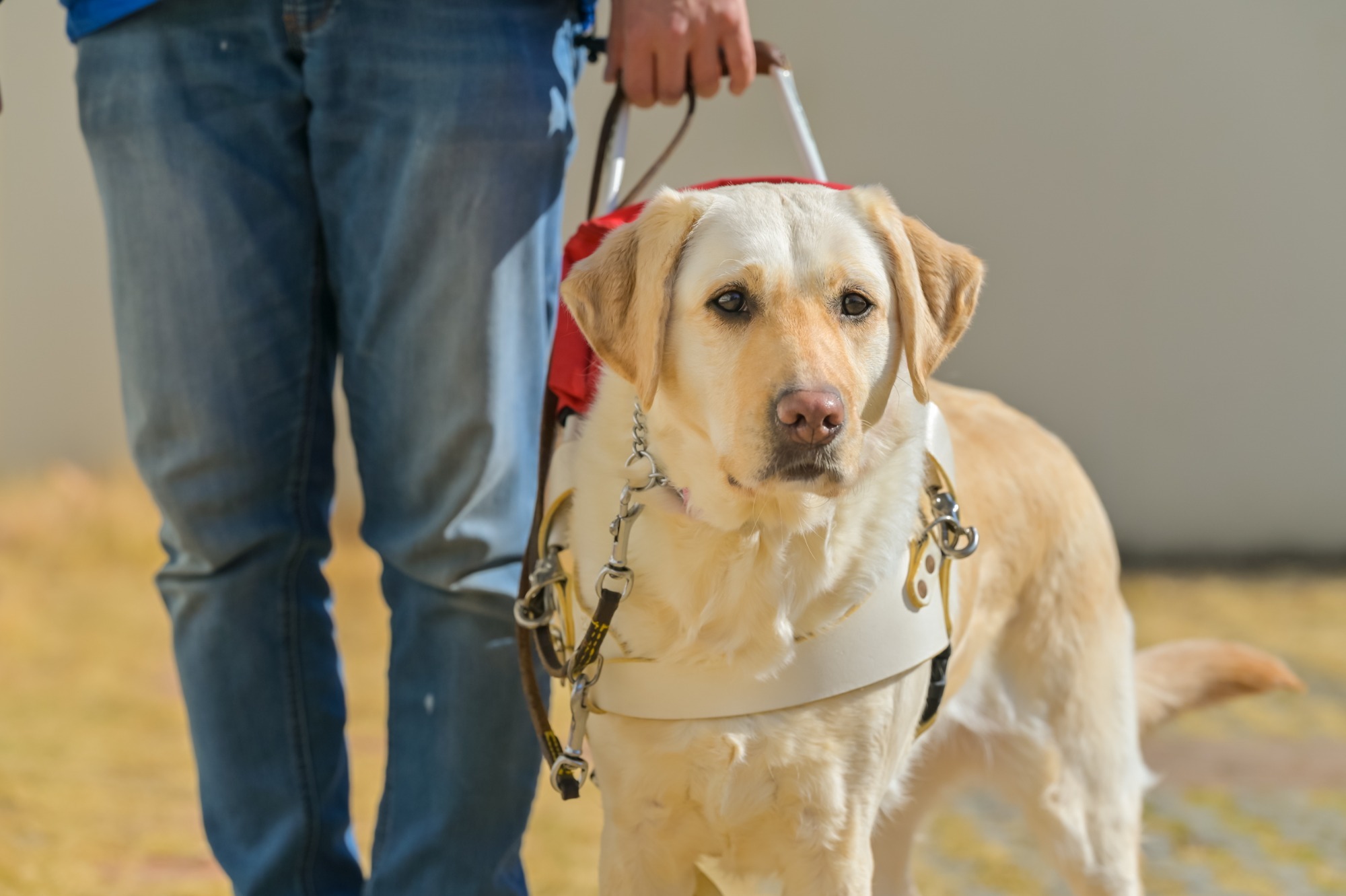 盲導犬の魅力について